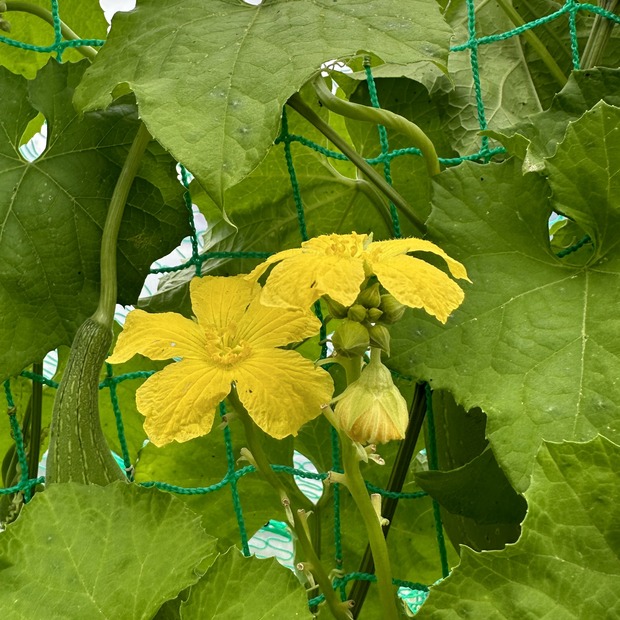 Schwammgurke "Luffa-Gurke" Bio-Freilandgurke (samenfest)