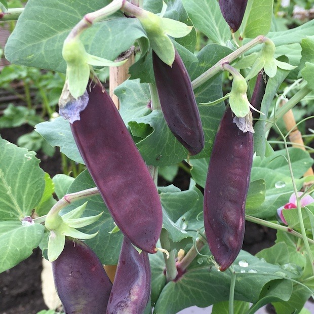 Kapuzinererbse lila "Blauwschokker" Samen (samenfest & BIO)