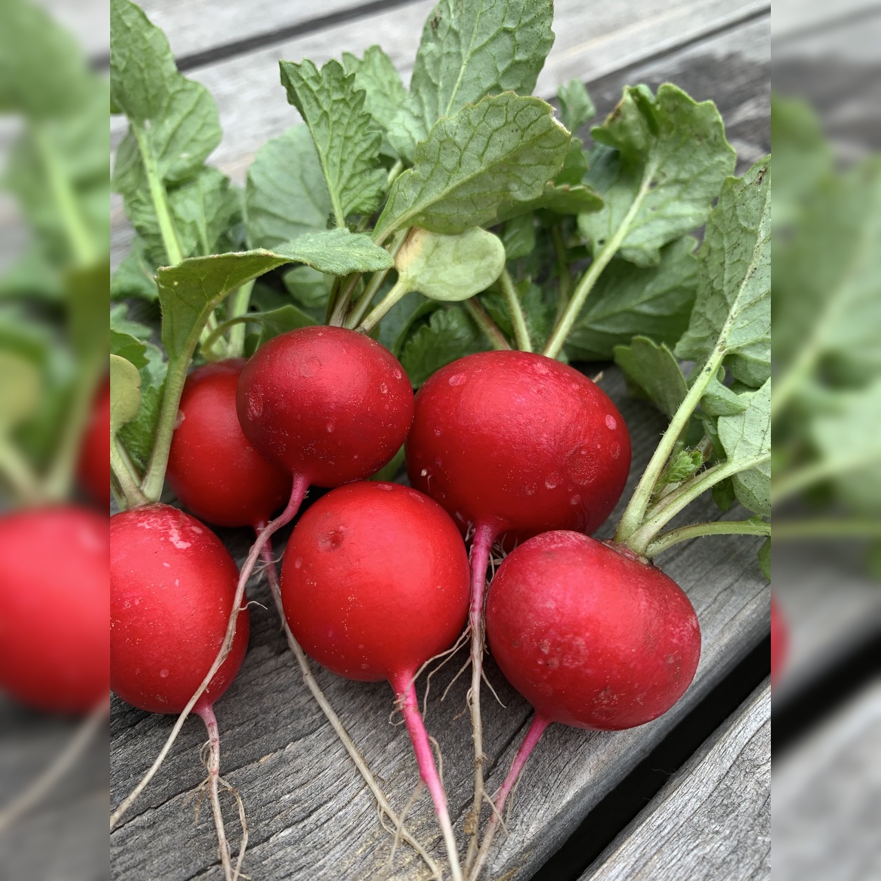 Gemüsesamen-Set "Schrebergarten" - 12 BIO-Sorten [samenfest]