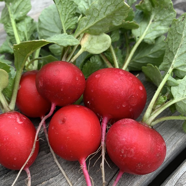 Gemüsesamen-Set "Schrebergarten" - 12 BIO-Sorten [samenfest]