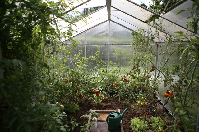 Bild von Tomatenhaus selber bauen ❤️️ DIY-Anleitung, Tipps 