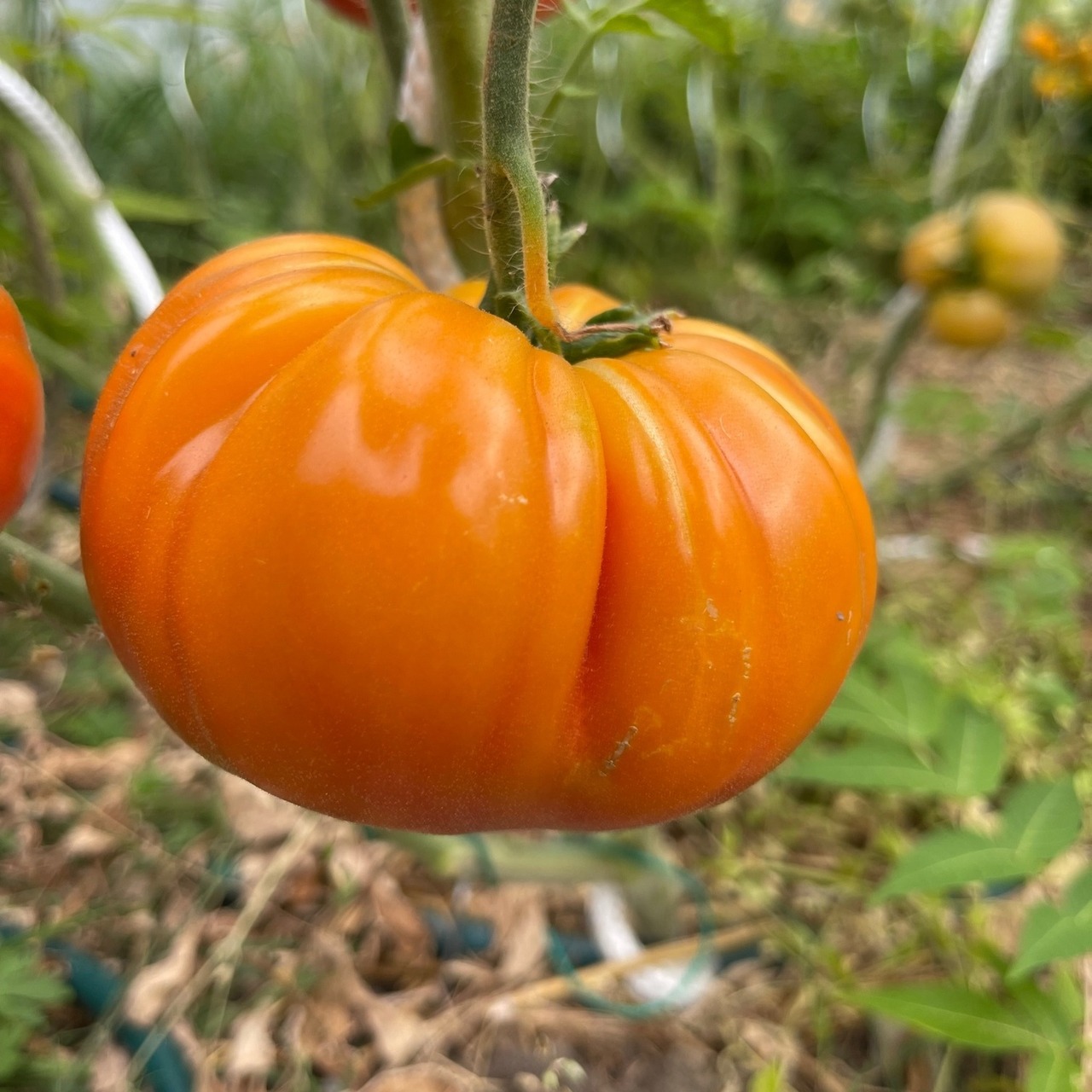 Tomate "Ananastomate" - BIO-Tomatensorte [samenfest]