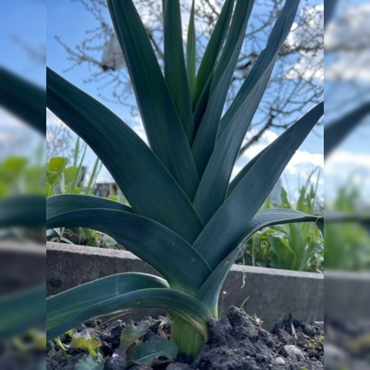 Gemüsesamen-Set "Mittelzehrer fürs Hochbeet" - 8 BIO-Sorten [samenfest]