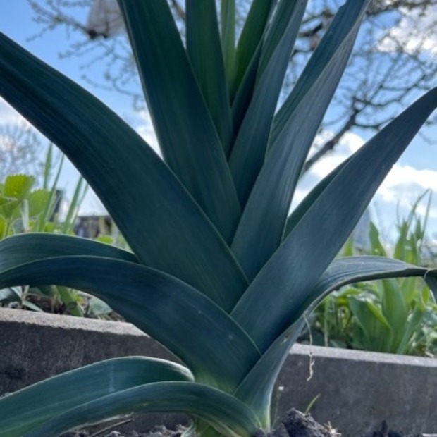 Gemüsesamen-Set "Mittelzehrer fürs Hochbeet" - 8 BIO-Sorten [samenfest]