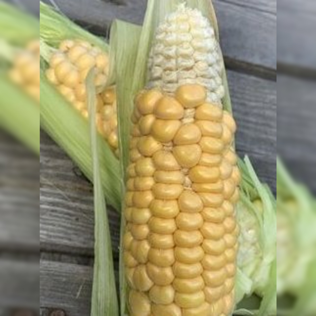 Zuckermais. "Damaun" - BIO-Maissorte (samenfest)