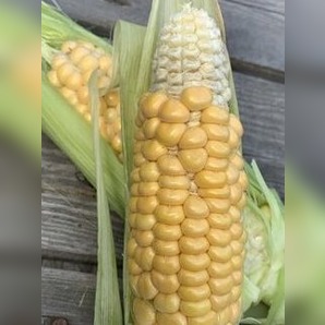 Zuckermais. "Damaun" - BIO-Maissorte (samenfest)