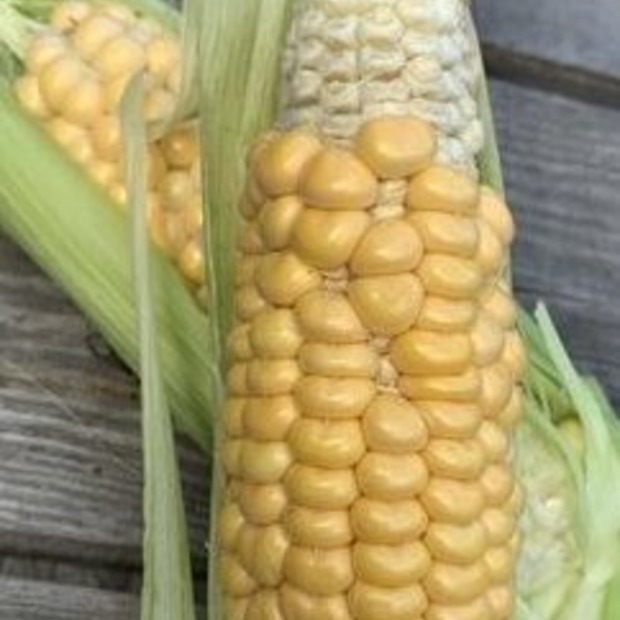 Zuckermais. "Damaun" - BIO-Maissorte (samenfest)