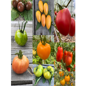 BIO Tomatensamen Set groß