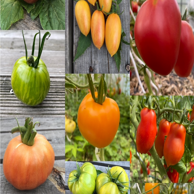 BIO Tomatensamen Set groß