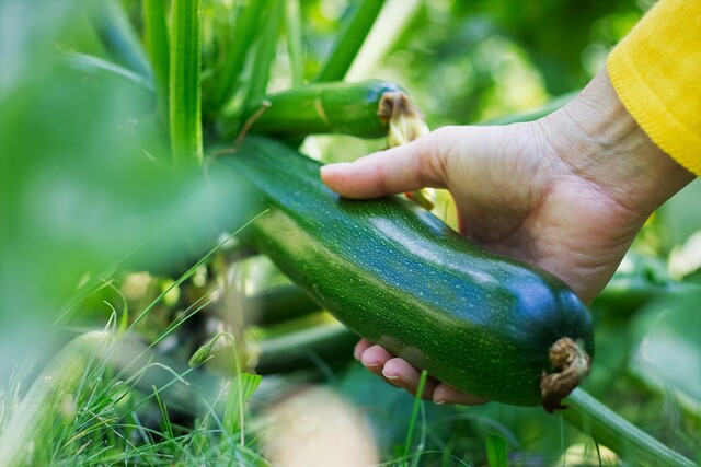 Bild von Zucchini vorziehen & säen ❤️ Aussaat, Anzucht & Ke