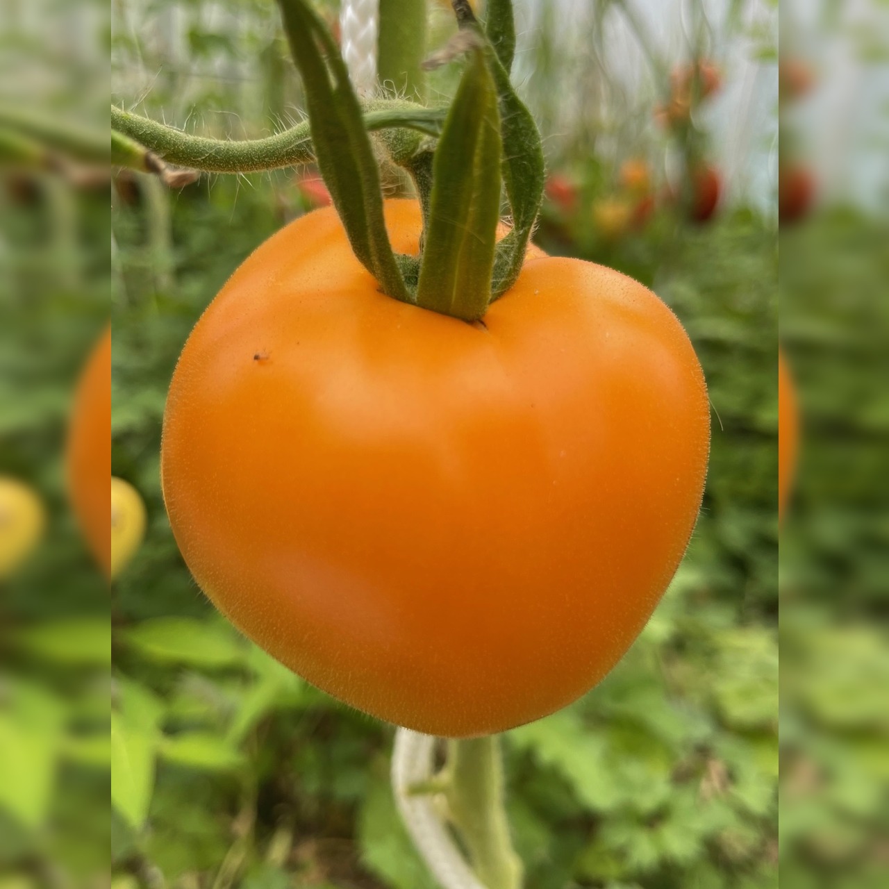 BIO Tomatensamen Set klein