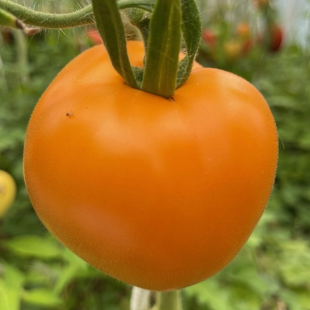 BIO Tomatensamen Set klein