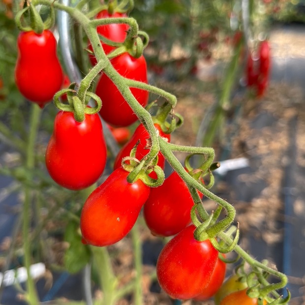 Tomate "Elfin" - BIO-Tomatensorte [samenfest]