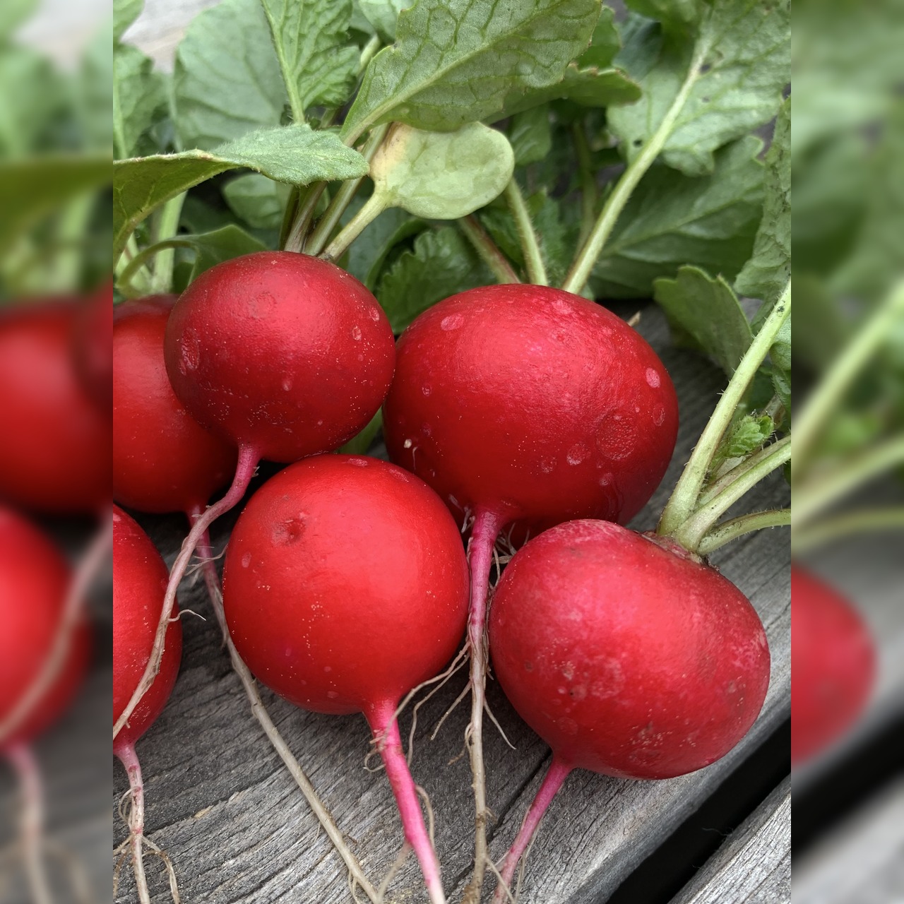 Gemüsesamen-Set "Balkonkasten" - 4 BIO-Gemüsesorten [samenfest]