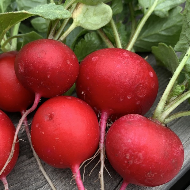 Gemüsesamen-Set "Balkonkasten" - 4 BIO-Gemüsesorten [samenfest]