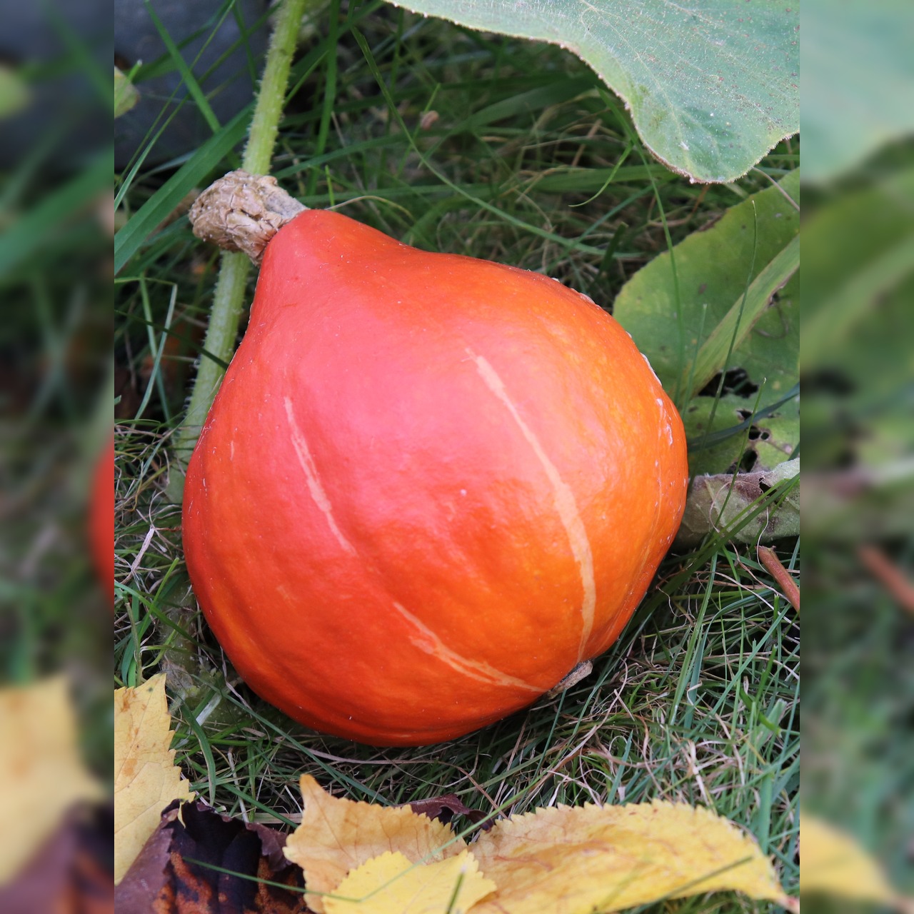 Gemüsesamen-Set "Schrebergarten" - 12 BIO-Sorten [samenfest]