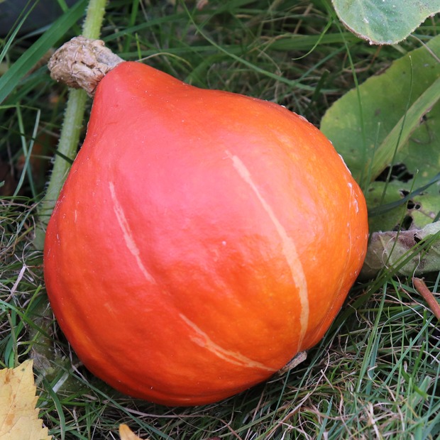 Gemüsesamen-Set "Schrebergarten" - 12 BIO-Sorten [samenfest]