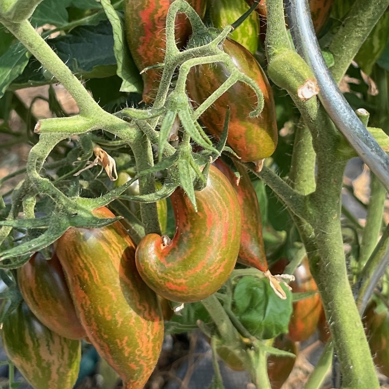 Tomate „Purple Smaragd“ - BIO-Tomatensorte [samenfest]