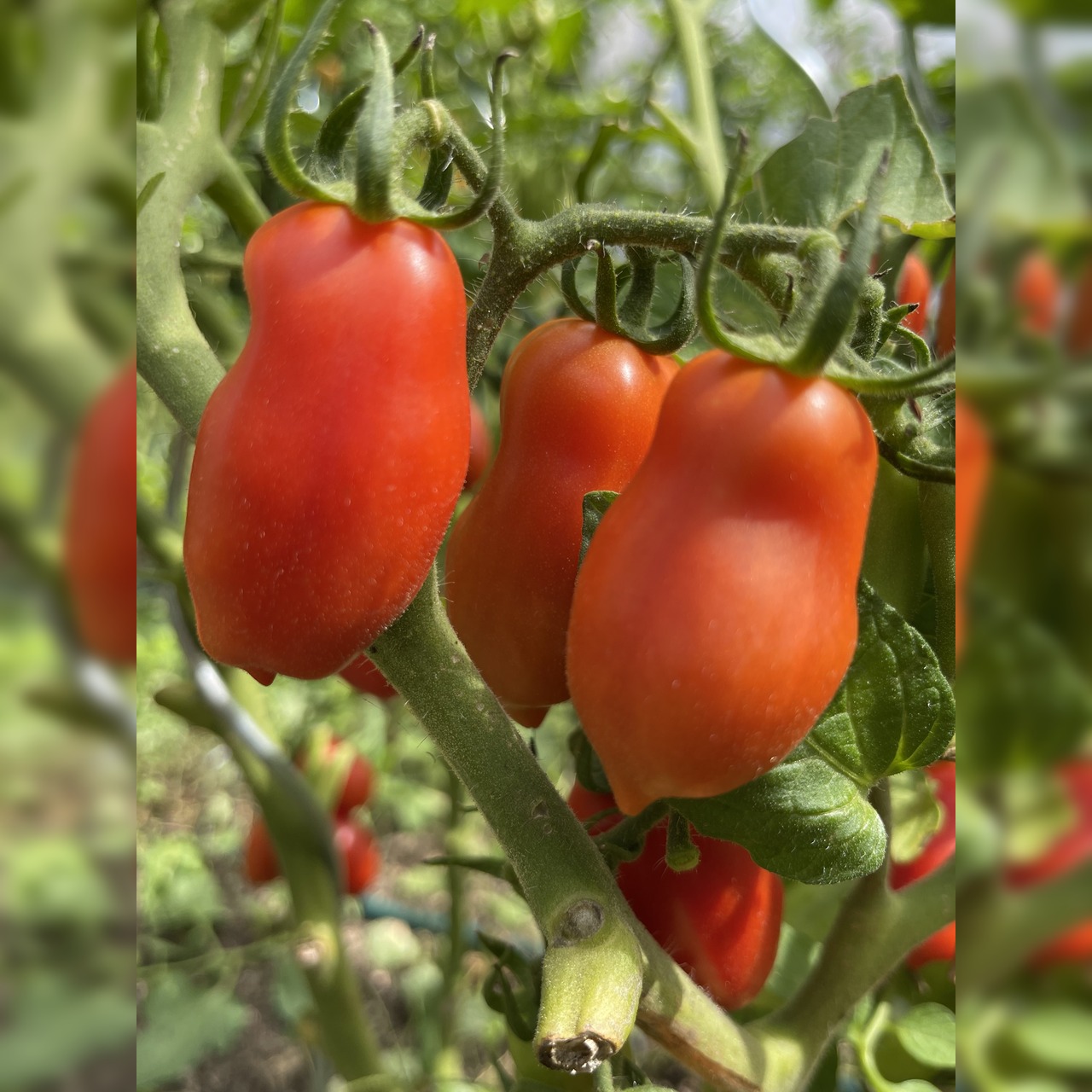 Anzucht-Set "Flaschentomate" [06, 68]