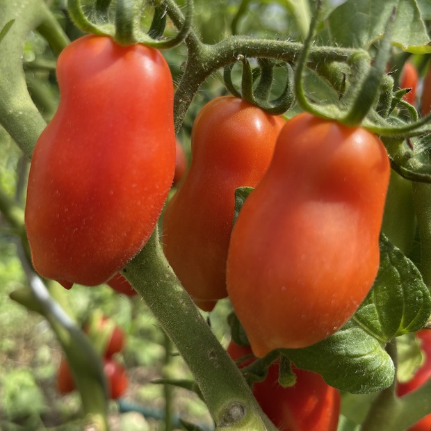 Anzucht-Set "Flaschentomate" [06, 68]