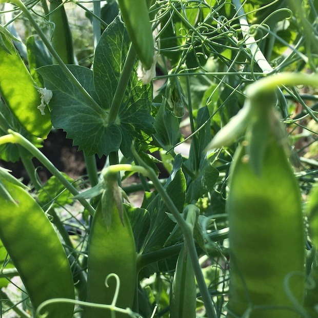 Zuckererbsen Samen "Ambrosia" (samenfestes & BIO)