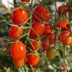 Tomate „Mini San Marzano“ - BIO-Tomatensorte [samenfest]