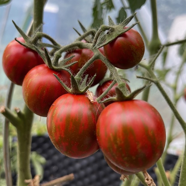 Tomate "Black Zebra Cherry" - BIO-Tomatensorte [samenfest]