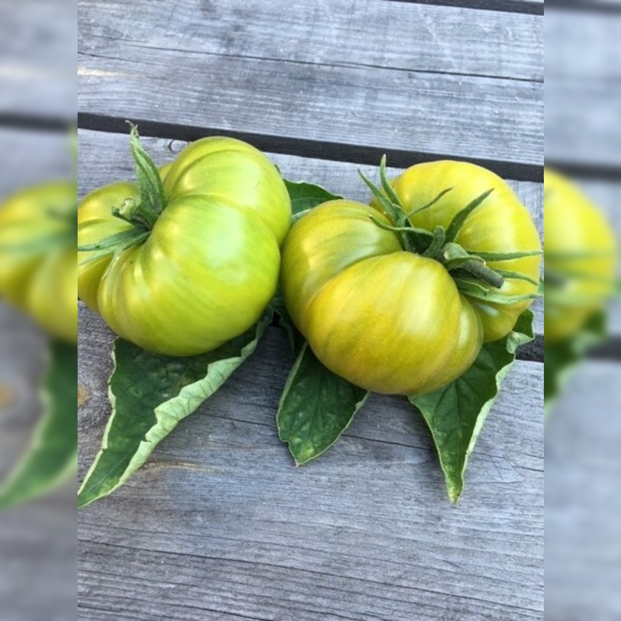 Anzucht-Set "Gewächshaustomaten" [31, 46]