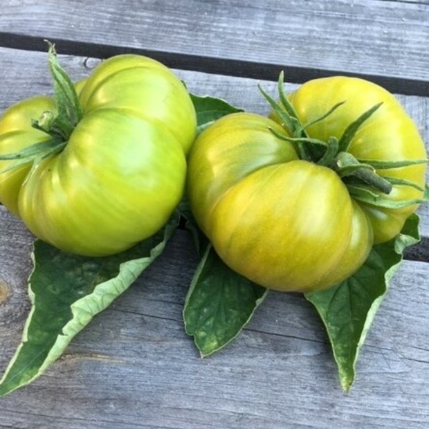 Anzucht-Set "Gewächshaustomaten" [31, 46]