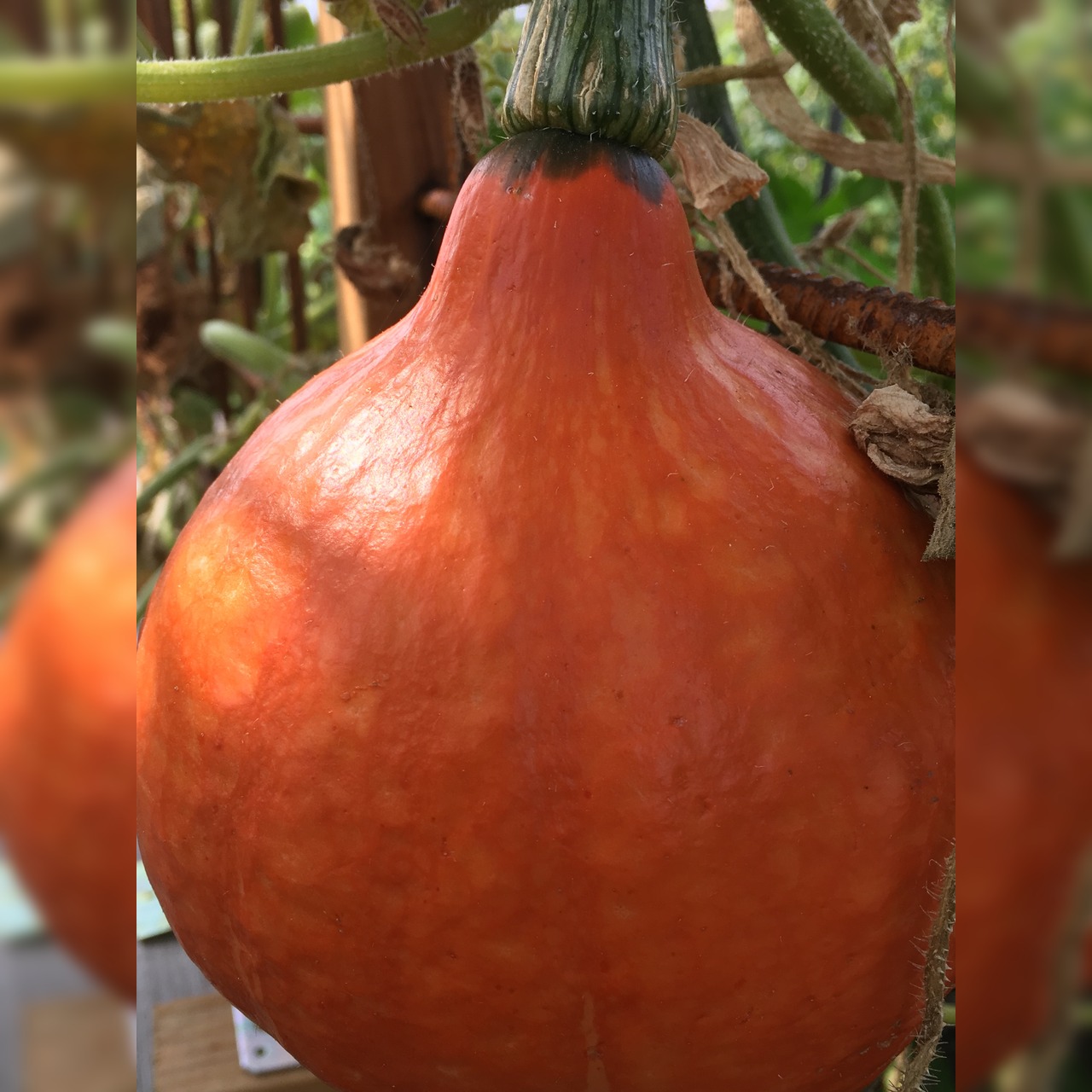 Kürbis Hokkaido "Red Kuri" - BIO-Kürbissorte [samenfest]