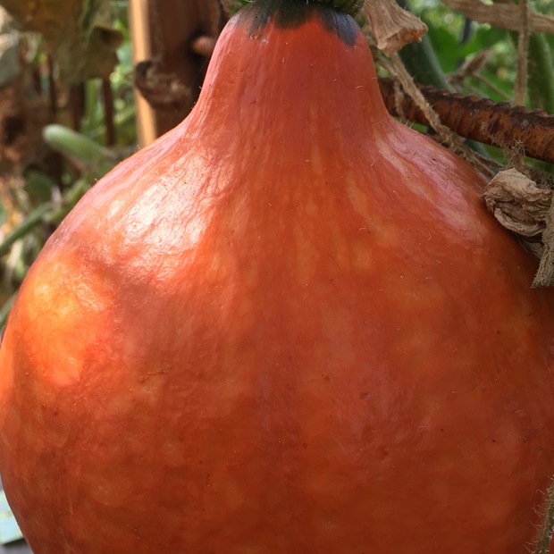 Kürbis Hokkaido "Red Kuri" - BIO-Kürbissorte [samenfest]