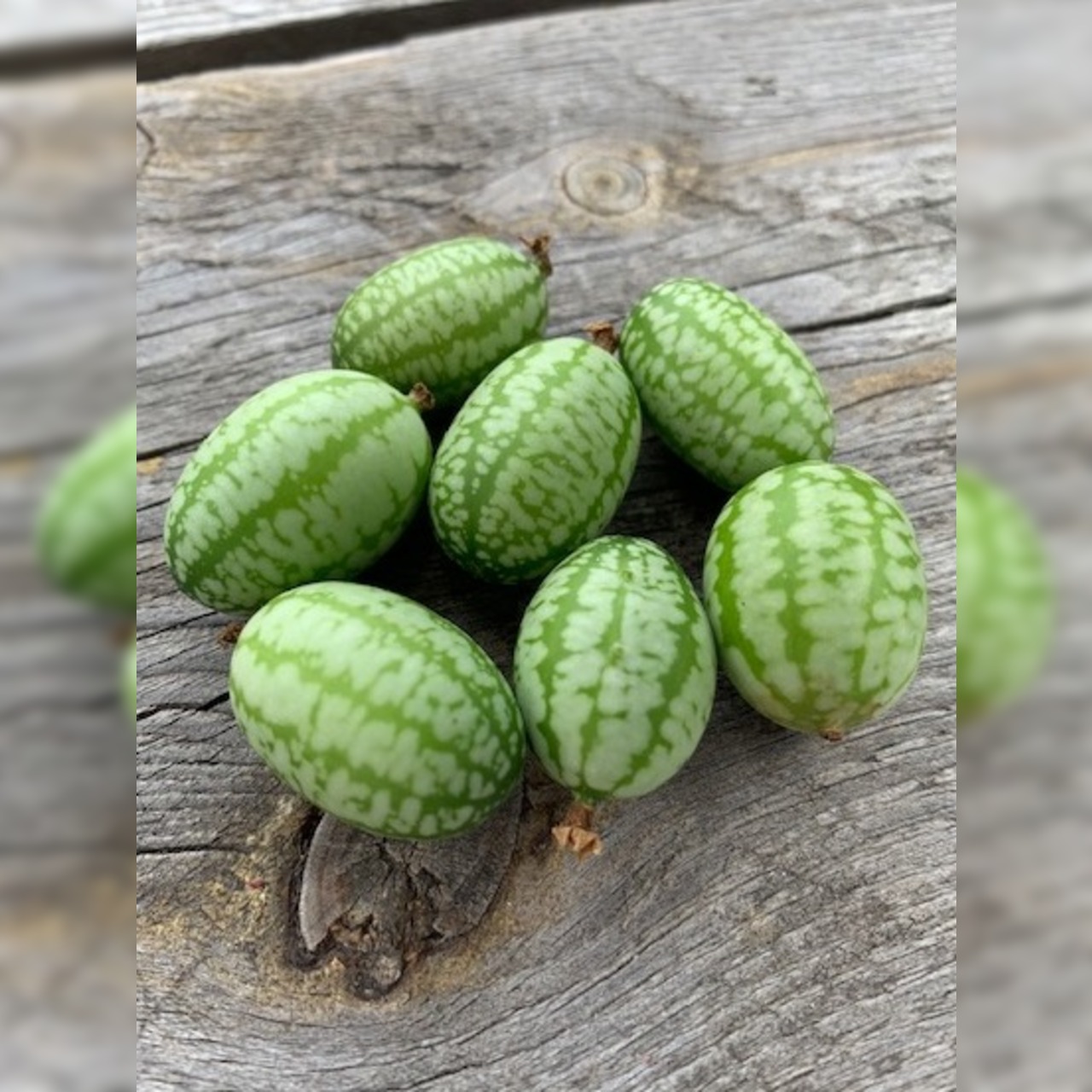 Gemüsesamen-Set "Urban Gardening" - 6 BIO-Gemüsesorten [samenfest]