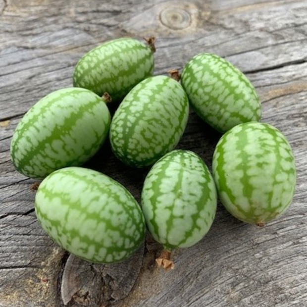 Gemüsesamen-Set "Urban Gardening" - 6 BIO-Gemüsesorten [samenfest]