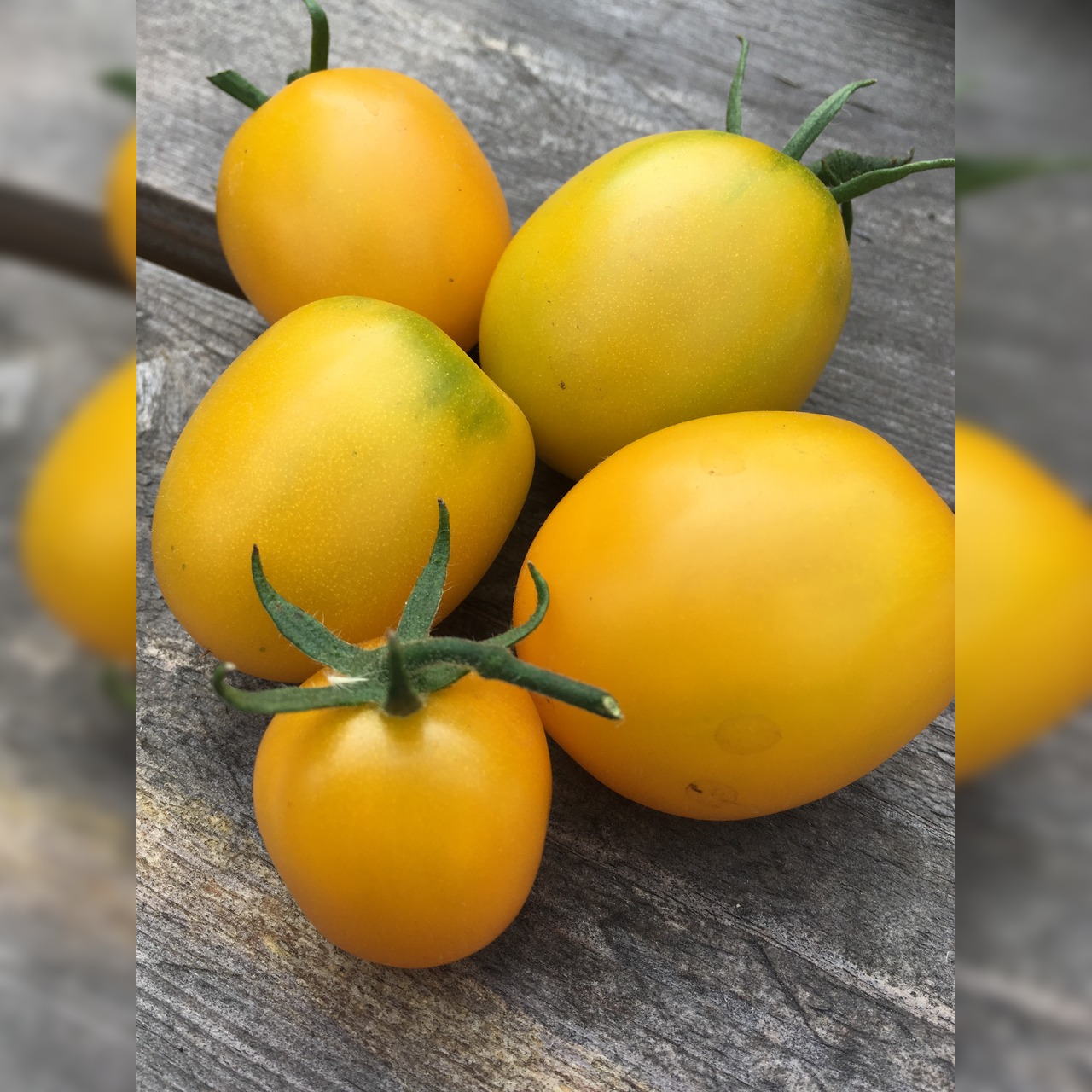 BIO Tomatensamen Set groß