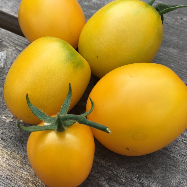 BIO Tomatensamen Set groß