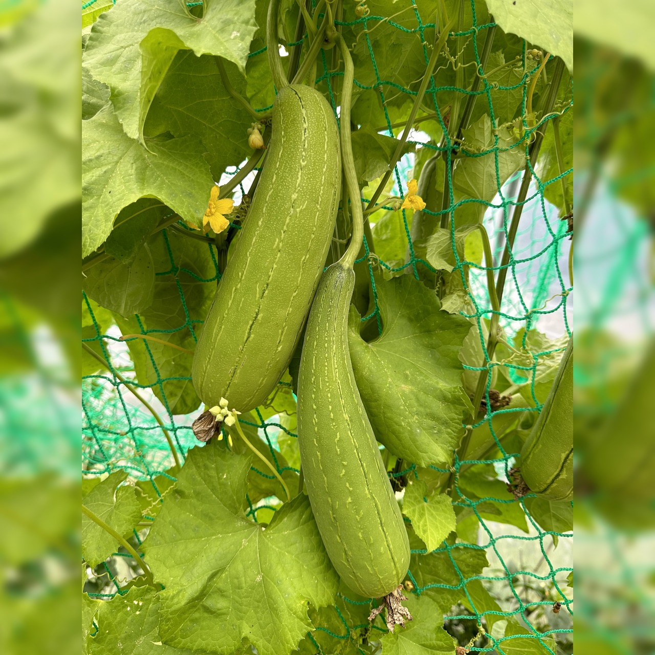 Schwammgurke "Luffa-Gurke" Bio-Freilandgurke (samenfest)