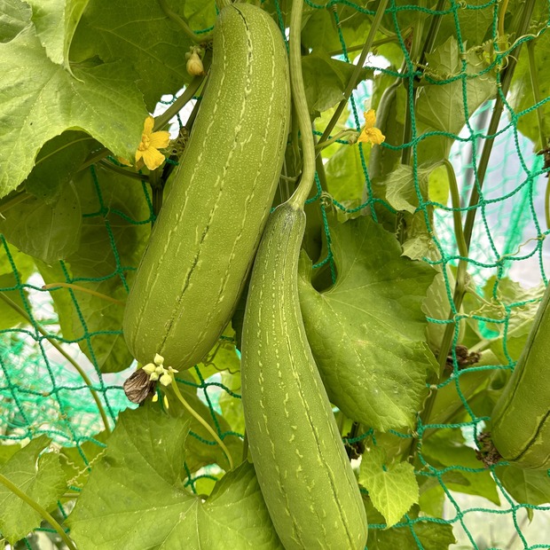 Schwammgurke "Luffa-Gurke" Bio-Freilandgurke (samenfest)
