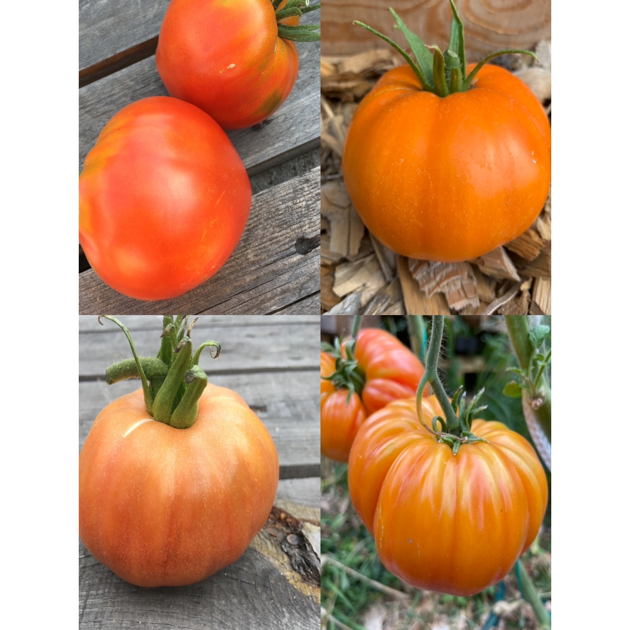 BIO Tomatensamen Set