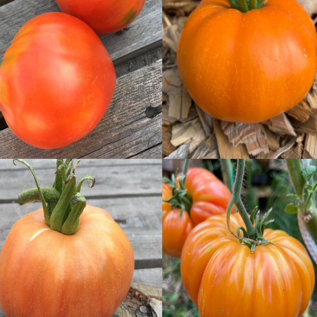 BIO Tomatensamen Set