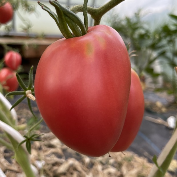 Tomate "Coeur de Boeuf" - BIO-Ochsenherz Tomate