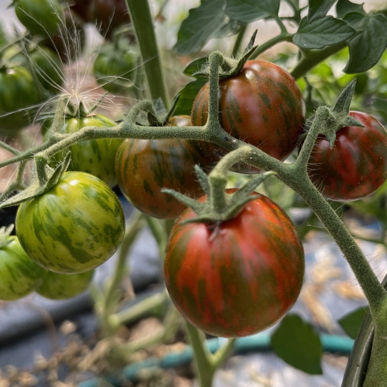 Tomate "Black Zebra Cherry" - BIO-Tomatensorte [samenfest]