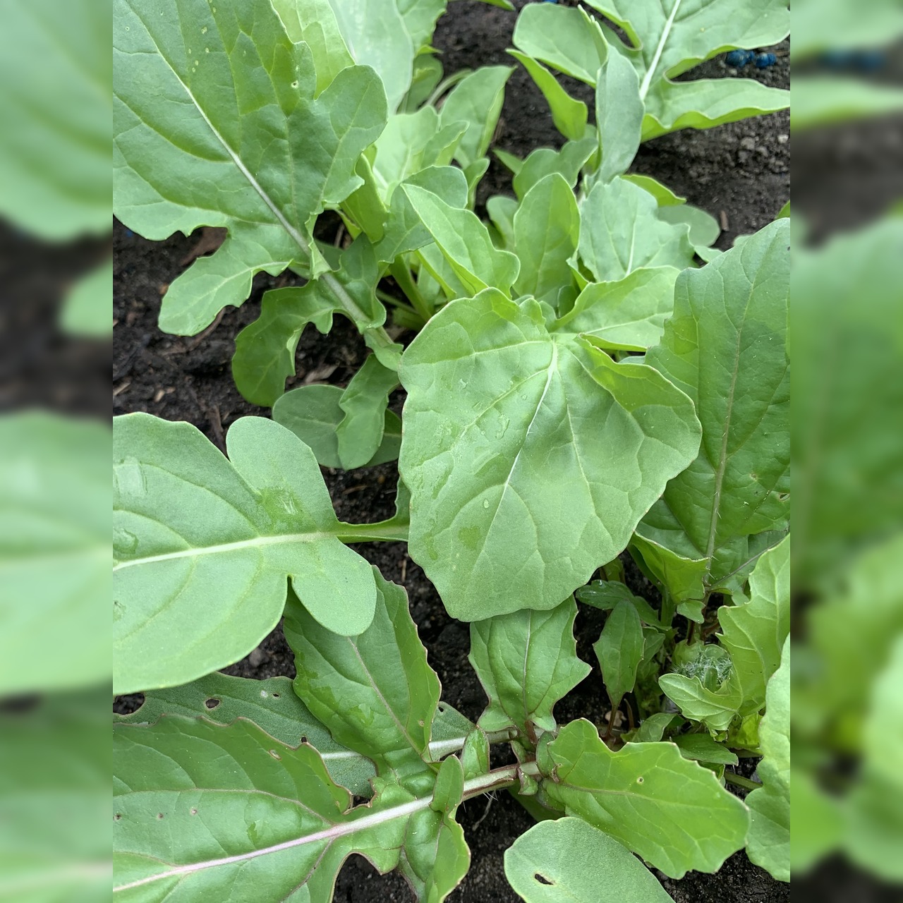 Gemüsesamen-Set "Grillgemüse" - 7 BIO-Gemüsesorten [samenfest]