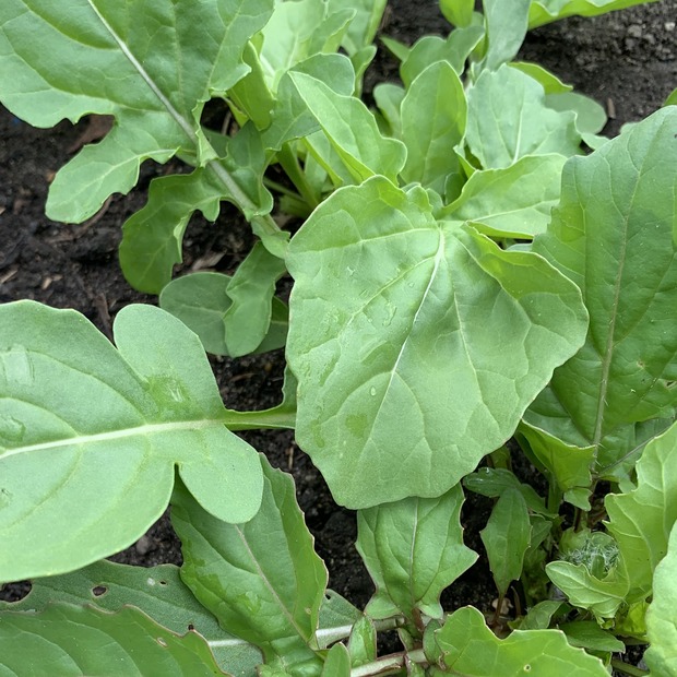 Gemüsesamen-Set "Grillgemüse" - 7 BIO-Gemüsesorten [samenfest]