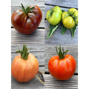 BIO Tomatensamen Set