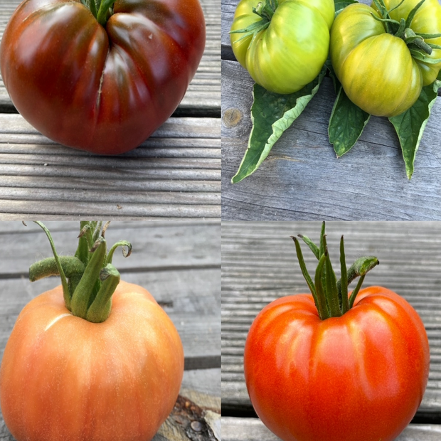 BIO Tomatensamen Set