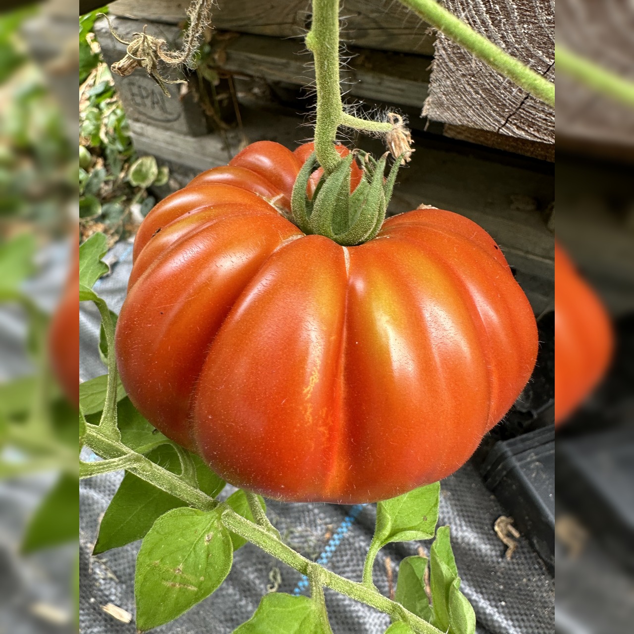 Tomate "Fleur de Reagir" - BIO-Tomatensorte [samenfest]