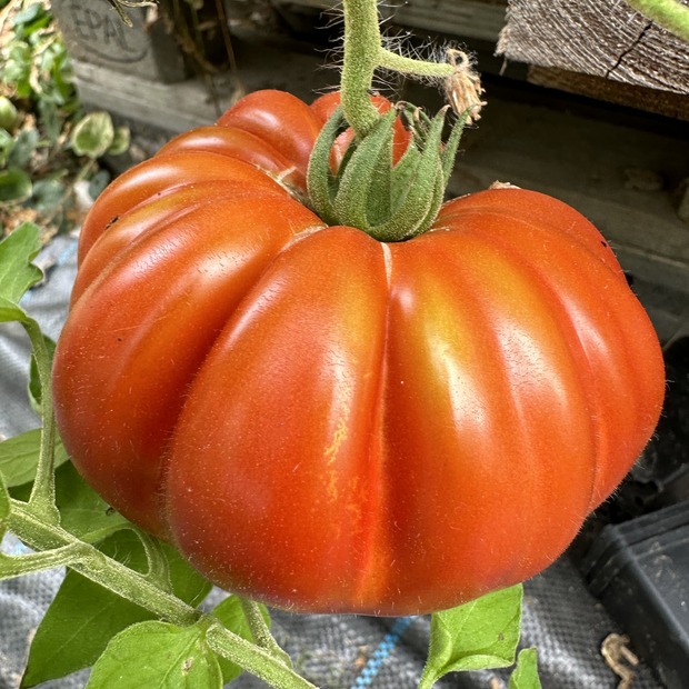 Tomate "Fleur de Reagir" - BIO-Tomatensorte [samenfest]