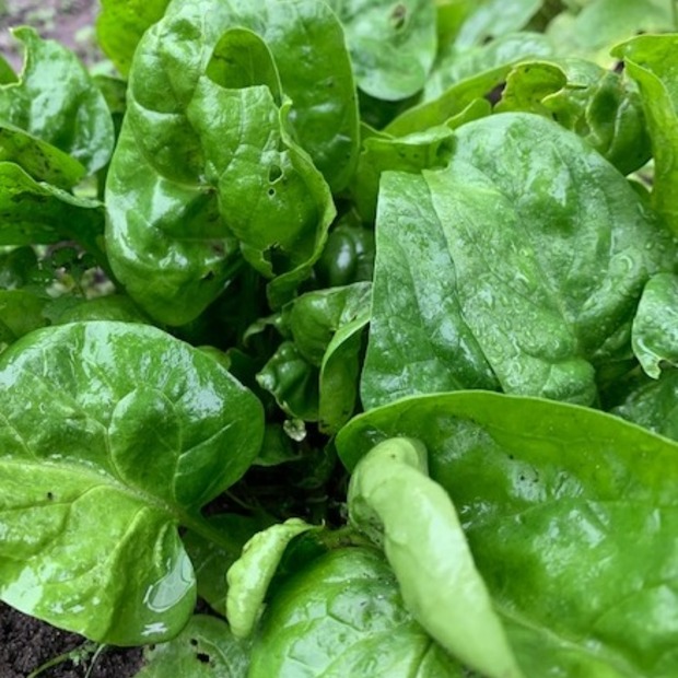 Gemüsesamen-Set "Balkonkasten" - 4 BIO-Gemüsesorten [samenfest]