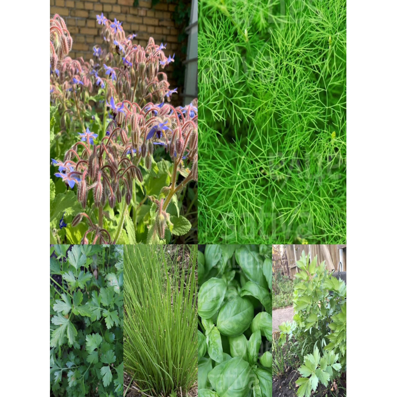 Kräutersamen-Set "Küchenkräuter" - BIO Kräutersamen [samenfest]