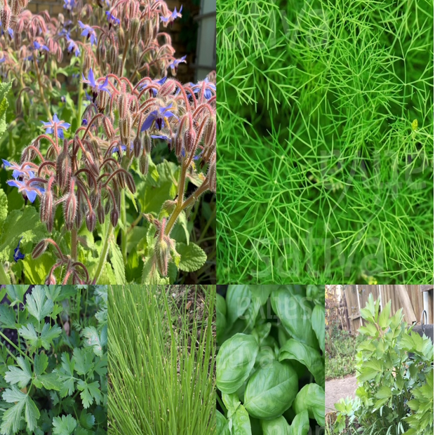 Kräutersamen-Set "Küchenkräuter" - BIO Kräutersamen [samenfest]